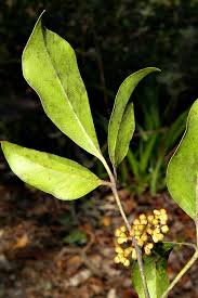 Image result for Rhoicissus revoilii