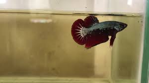 Ikan cupang bonsai black samurai tarashea. Ikan Cupang Red Samurai Youtube