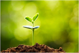 Resultado de imagen para plantas