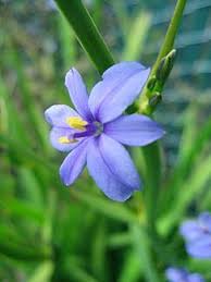 Image result for Aristea ecklonii