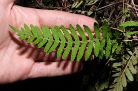 Image result for Pleopeltis polypodioides