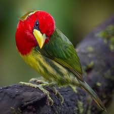 Bird With Red Head And Chest 