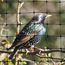 Transonic pro drives pests away with constantly changing sounds. Ubuy Thailand Online Shopping For Bird X In Affordable Prices