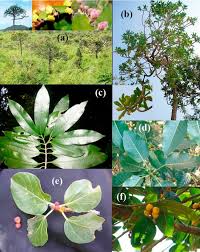 Image result for Euphorbiaceae