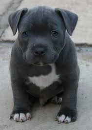 Willynwood kennel, breeder of american staffordshire terriers for over fifty years. Pin On The Loyal Pets