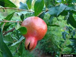 Image result for Punicaceae