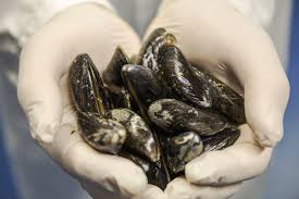 Um wen kann man sich kümmern? Superkleber Von Bakterien Klebt Gebrochene Knochen Wieder Fest Zusammen Ingenieur De