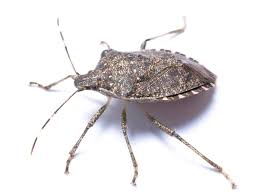 For any kind of unwanted crawling visitors coming into your home, the first thing you have to do is find their entry points. Msu Entomologist Offers Tips On Controlling A Growing Stink Bug Infestation In Michigan Wkar