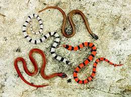Snakes do not like to move over open ground, which makes them vulnerable to predators. Ground Snake Morphs And Coral Snake Mimicry Reptiles Magazine