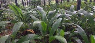 Image result for Curculigo