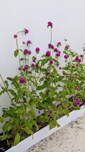 Image result for Gomphrena globosa