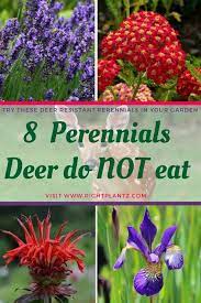 A drive to restore the deer population was successful, and by 2001 there were more than 700,000 deer in florida. 130 Deer Resistant Plants Ideas In 2021 Deer Resistant Plants Plants Perennials