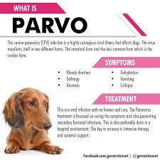 What are the symptoms of cat flu? Know What The Parvovirus Is Germiston Veterinary Hospital