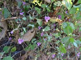 Image result for Canscora kirkii