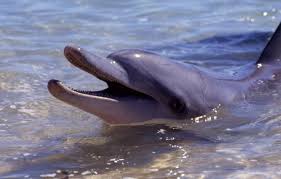 Bottlenose Dolphin The Australian Museum