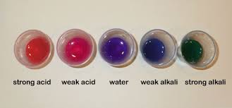 Science Club An Acid Base Indicator Using Red Cabbage