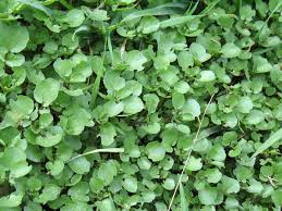 We did not find results for: Watercress How To Find Identify And Forage
