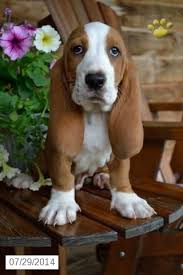 The basset hound has heavier bone, in proportion to total size, than any other breed. Basset Hounds Puppies For Sale In Ohio Petswall