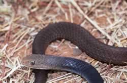 Snakes Of Central Queensland Environment Department Of