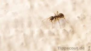 Ameisen Bekampfen Und Loswerden Tippscout De