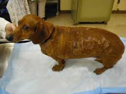 We did not find results for: Pyoderma Animal Allergy Dermatology