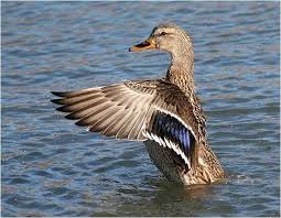 Canard Femelle Malard Faune Canard Oiseaux
