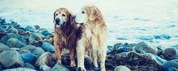 They have average height and weight. My Dog Breed Masterclass The Playful Afador Blubbr