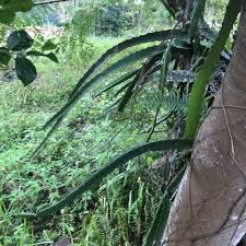 Does dragon fruit grow on trees. St Ann 360 On Twitter This Is The Plant That Bears The Dragon Fruit They Grow In My Area As Children We Ate Them A Few Times We Were Being Adventurous Because