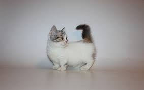 Munchkin cats are strictly indoor cats since their shortened legs can put them at a great disadvantage in confrontations with other animals. Here Is What We Know About Short Legged Cats Munchkin Cats
