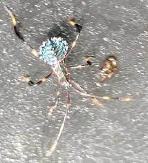 Leaf Footed Bug Acanthocephala Terminalis Insect Identification Insects Leaf Footed Bug