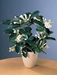 Stephanotis floribunda, eller madagaskar jasmin, er et let voksende husplante med duftende blomster. You Can Propagate Madagascar Jasmine From Cuttings Or Seeds Cape Gazette