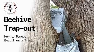 Black hornets, yellow jackets, honey bees, and wasps can all make tree hives and slowly kill the tree from the inside out. Beehive Trap Out How To Remove Bees From A Tree Youtube