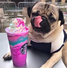 Pin By Hatice Kaytazci On Inspiration Cute Pugs Starbucks Drinks Doug The Pug