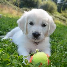Puppies, like kids, get sick a lot more than adults do. Top English Cream Golden Retriever Breeder Pristine English Creams