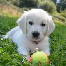 Before making a reservation on a certain puppy please call or text michelle to make sure that i am currently doing scent work and agility with her, and hope to compete with akc in the near. Top English Cream Golden Retriever Breeder Pristine English Creams