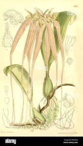 Image result for Bulbophyllum intertextum