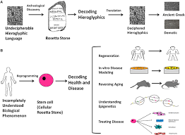 Check spelling or type a new query. The Rosetta Stone Analogy The Rosetta Stone Is An Archeological Slab Download Scientific Diagram