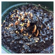 松ぼっくり盆栽の作り方 種まき 盆栽 作り方 松ぼっくり 盆栽