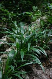 Image result for Chlorophytum sparsiflorum