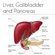 The diagram below depicts the relationship between the liver, pancreas, gallbladder, stomach and duodenum. Human Body Systems Liver Gallbladder And Pancreas Detox Body Cleanse