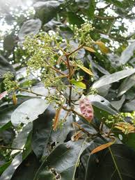 Image result for Cryptocarya