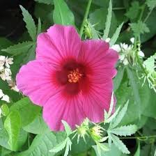 Image result for Hibiscus cannabinus
