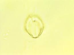 Image result for Aeschynomene cristata