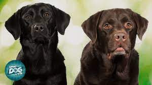 I am located in bethlehem pa 18015. American Labrador Vs English Labrador Youtube