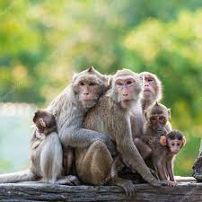 Monkey Family Stock Photo Affiliate Family Monkey Photo Stock Ad Animals Mammals Cute Animals