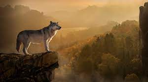 It is vital for the lost young wolf to find a new family and this quest pushes her into foreign territory, occupied by cattle breeders and other wolves. Wolf 4k Wallpapers For Your Desktop Or Mobile Screen Free And Easy To Download