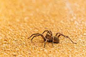 Although most common house spiders are harmless, widow spiders and brown recluse spiders are two common venomous types in the u.s. You Be The Judge Brown Recluse On The Loose The Saturday Evening Post