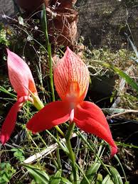 Image result for Disa baurii