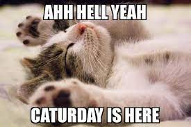 Find the newest caturday meme. Caturday Funny Cat Meme Catmeme Cat Meme Caturday Cat Lovers Cat Care Cute Cats
