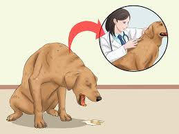 Do dogs throw up blood with parvo? How To Keep A Dog From Throwing Up 12 Steps With Pictures